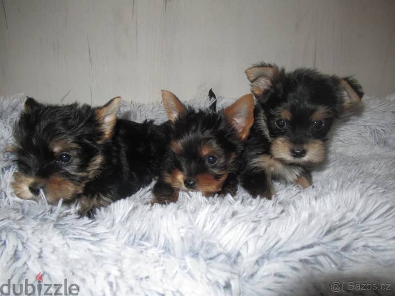 Yorkshire Terrier puppies 3