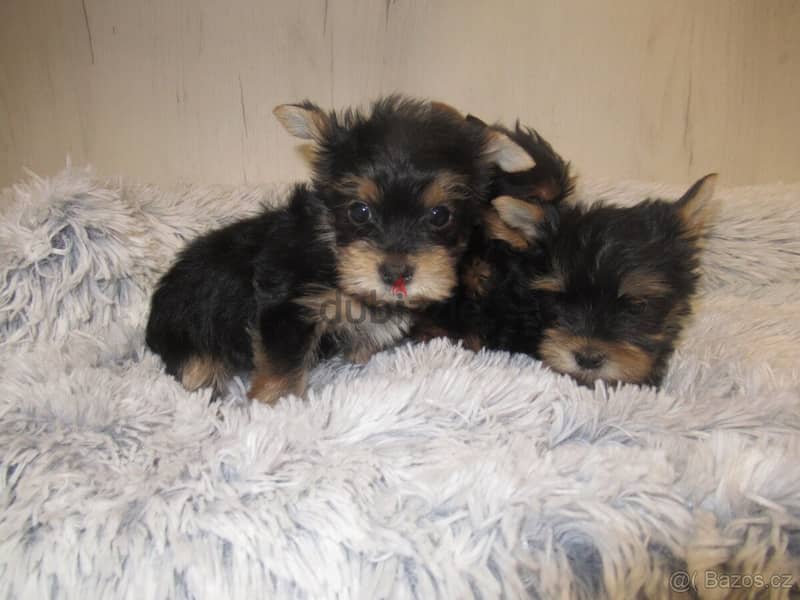 Yorkshire Terrier puppies 4