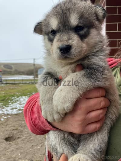 Alaskan Malamute - Puppies