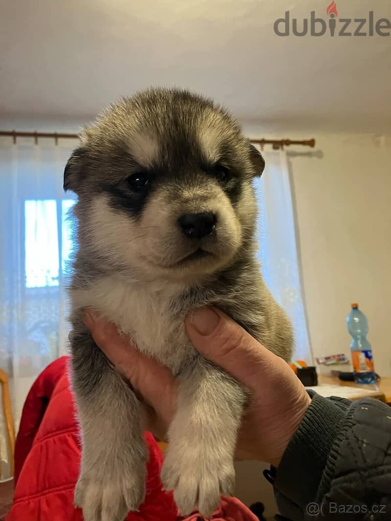 Alaskan Malamute - Puppies 1