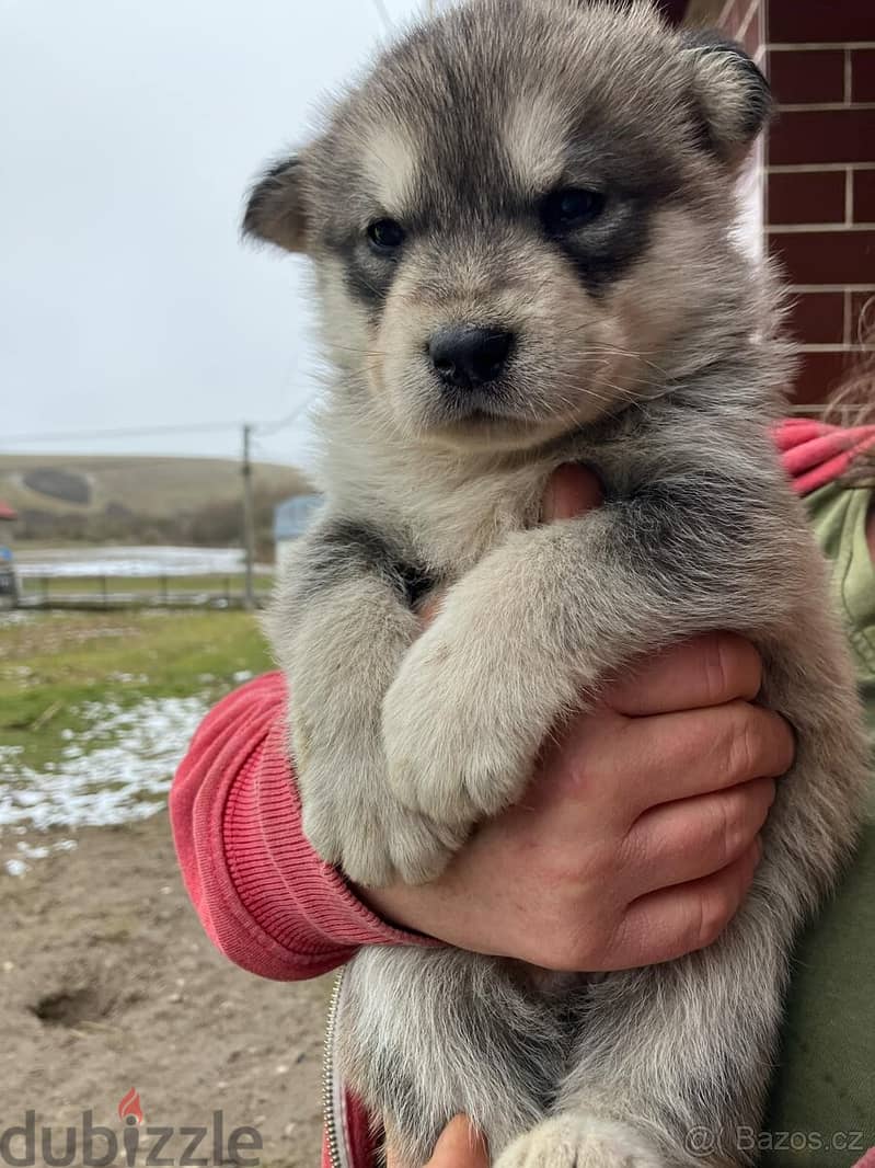 Alaskan Malamute - Puppies 2