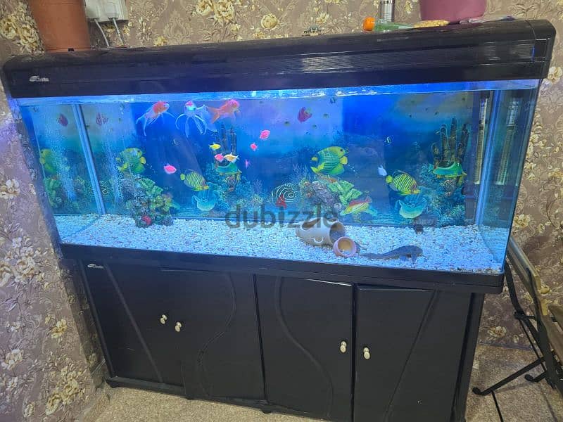 Big Size Aquarium 4