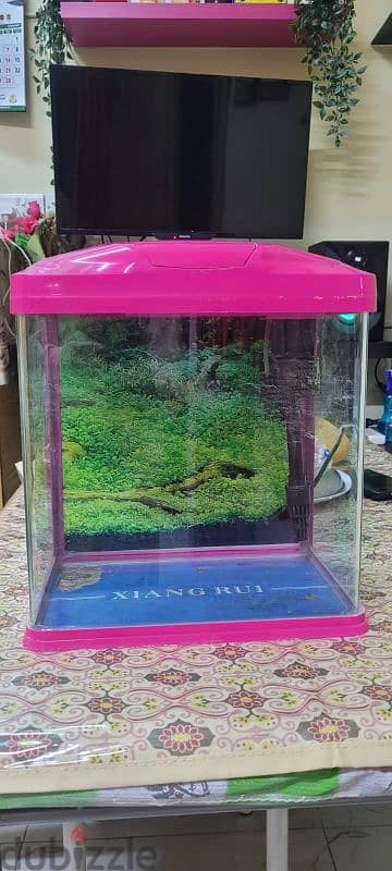 Medium sized fish tank with filter and oxygen pump for sale 2