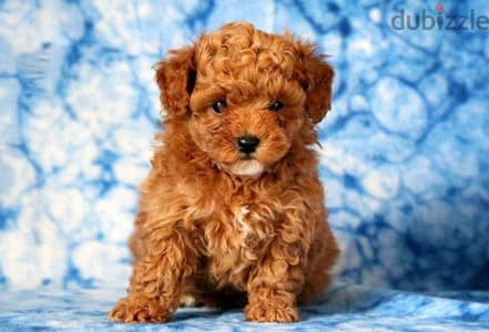 Whatsapp me +96555207281 Double Doodle  puppies for sale