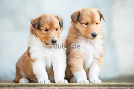 Whatsapp me +96555207281 Collie puppies for sale