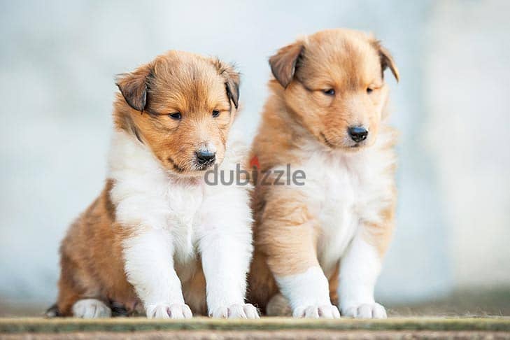 Whatsapp me +96555207281 Collie puppies for sale 0