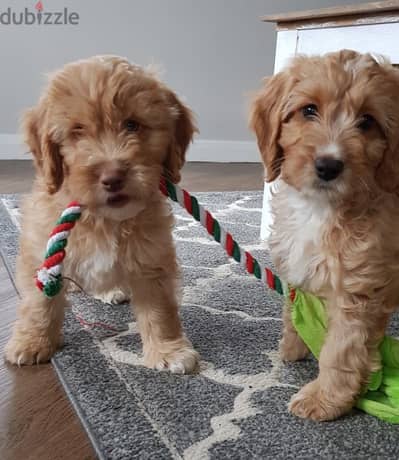 Whatsapp me +96555207281 Cockapoo puppies for sale