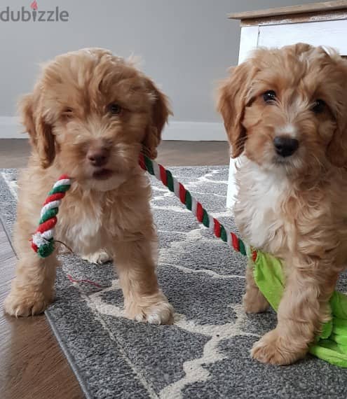 Whatsapp me +96555207281 Cockapoo puppies for sale 0