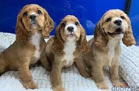 Whatsapp me +96555207281 Cockalier  puppies for sale