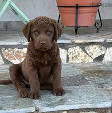 Whatsapp me +96555207281 Chesapeake Bay retriever  puppies for sale