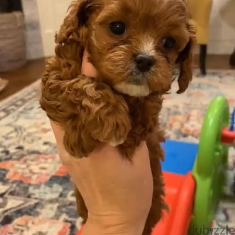 Whatsapp me +96555207281 Cavapoo puppies for sale 1