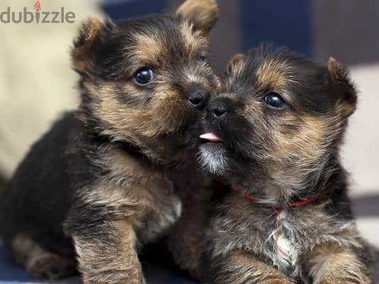 Whatsapp me +96555207281 Cairn Terrier  puppies for sale 0