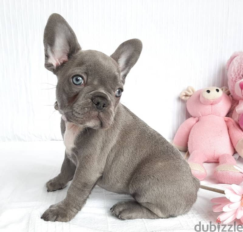 Whatsapp me +96555207281 French Bulldog  puppies for sale 1