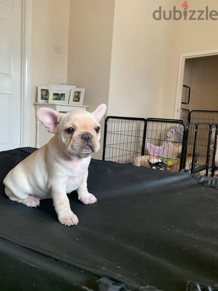 Whatsapp me +96555207281 French Bulldog  puppies for sale 2