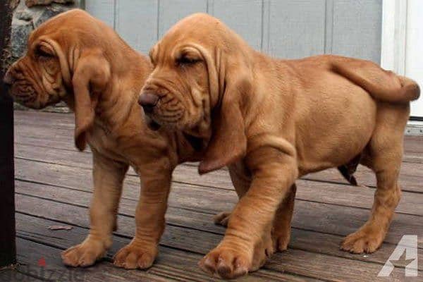 Whatsapp me +96555207281 Bloodhound puppies for sale 2