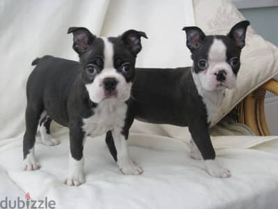 Whatsapp me +96555207281 Boston Terrier puppies for sale