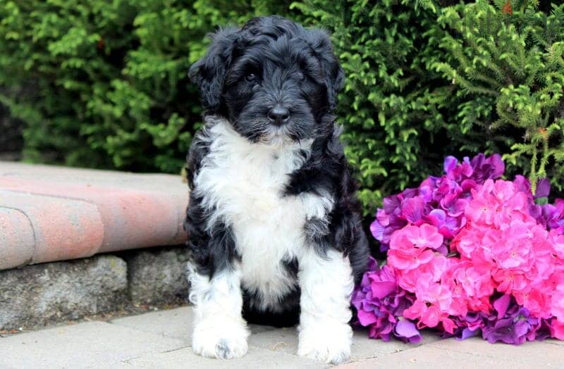 Whatsapp me +96555207281 Bernese Waterpuppies for sale 1