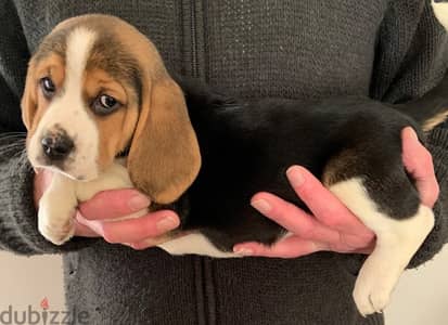 Whatsapp me +96555207281 Beagle puppies for sale