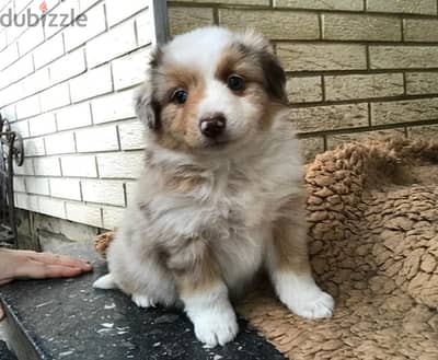 Whatsapp me +96555207281 Australian Shepherd puppies for sale