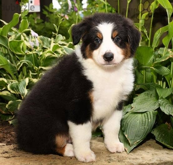 Whatsapp me +96555207281 Australian Shepherd puppies for sale 2