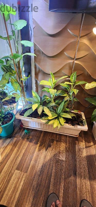 Healthy plants for sale 6