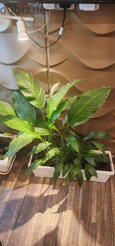 Healthy plants for sale 7