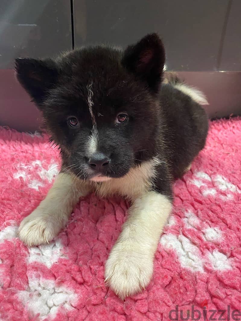 Whatsapp me +96555207281 Akita puppies for sale 1