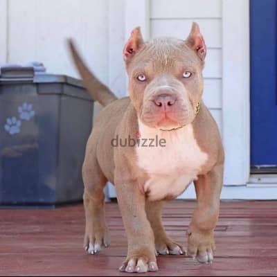 Whatsapp me +96555207281 American pitbull  puppies for sale