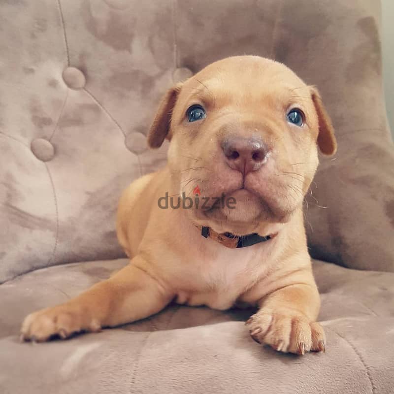 Whatsapp me +96555207281 American pitbull  puppies for sale 1