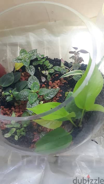 Terrarium