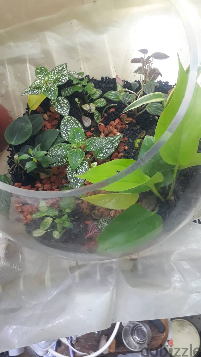 Terrarium 1