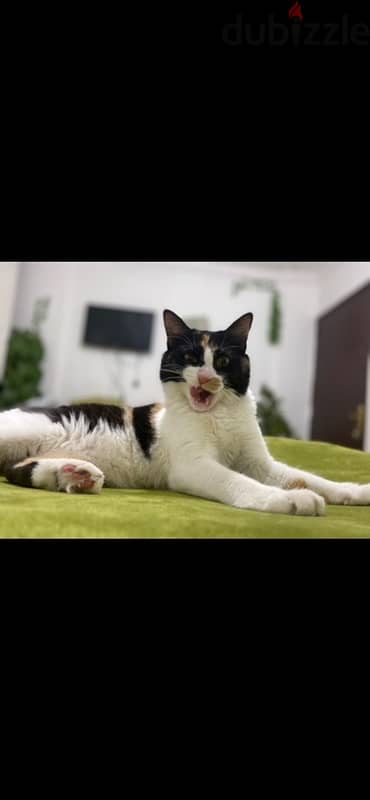 calico cat free adoption 1