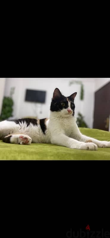 calico cat free adoption 2