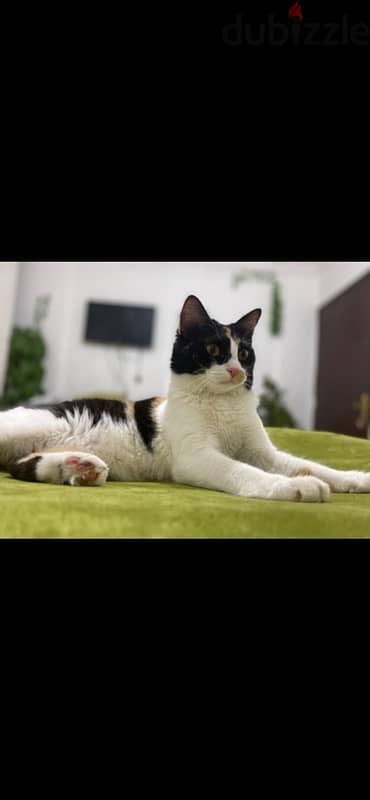 calico cat free adoption 3