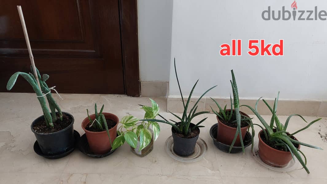 Dracaena, Snake plant, money plant, Aloe Vera, palm plants for sale 2