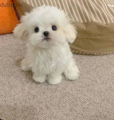 Maltese