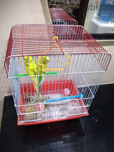 bird for sale