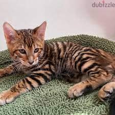 Whatsapp me +96555207281 Toyger kittens for sale