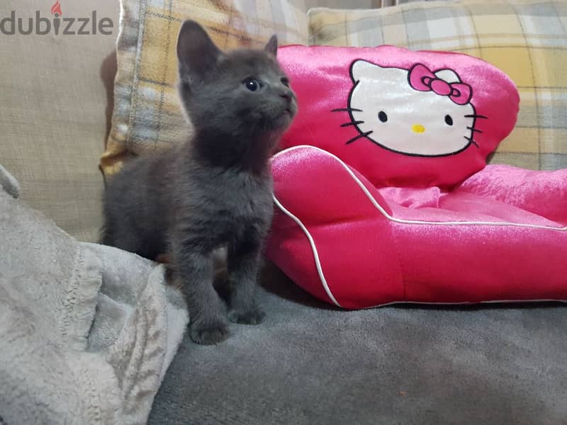 Whatsapp me +96555207281 Russian Blue kittens for sale 1