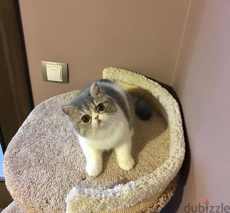 Whatsapp me +96555207281 Exotic Shorthair kittens for sale 1