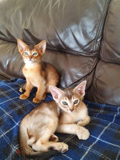 Whatsapp me +96555207281 Abyssinian kittens for sale