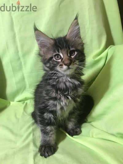 Whastapp me +96555207281 Maine Coon kittens for sale