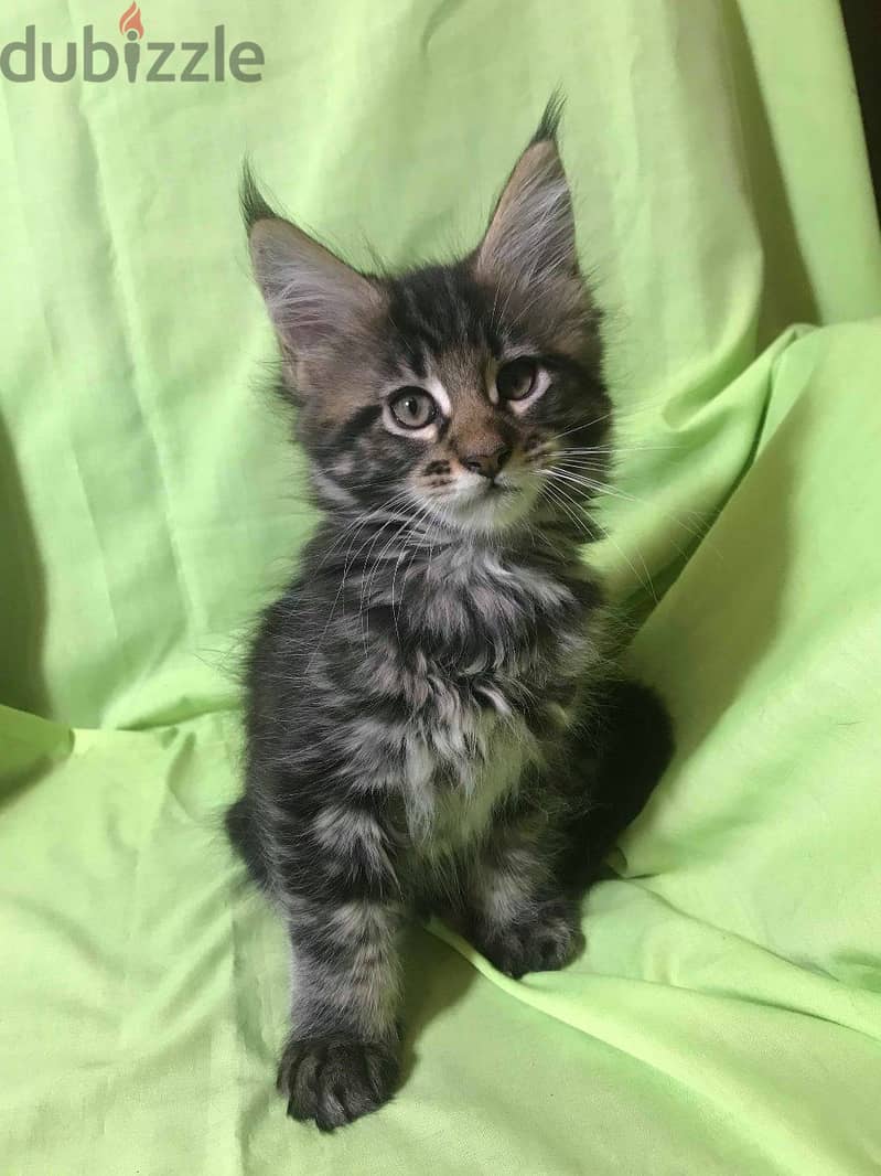 Whastapp me +96555207281 Maine Coon kittens for sale 0