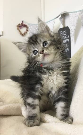 Whastapp me +96555207281 Maine Coon kittens for sale 1