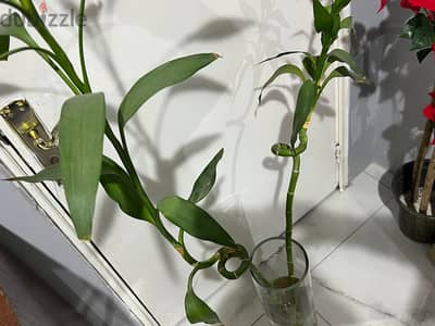 Bamboo Plant with Glass Vase