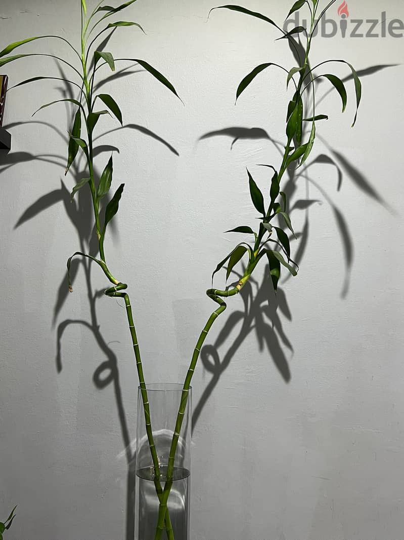 Bamboo Plant with Glass Vase 1