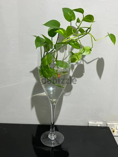 2 Plants with 2 Glass Vases