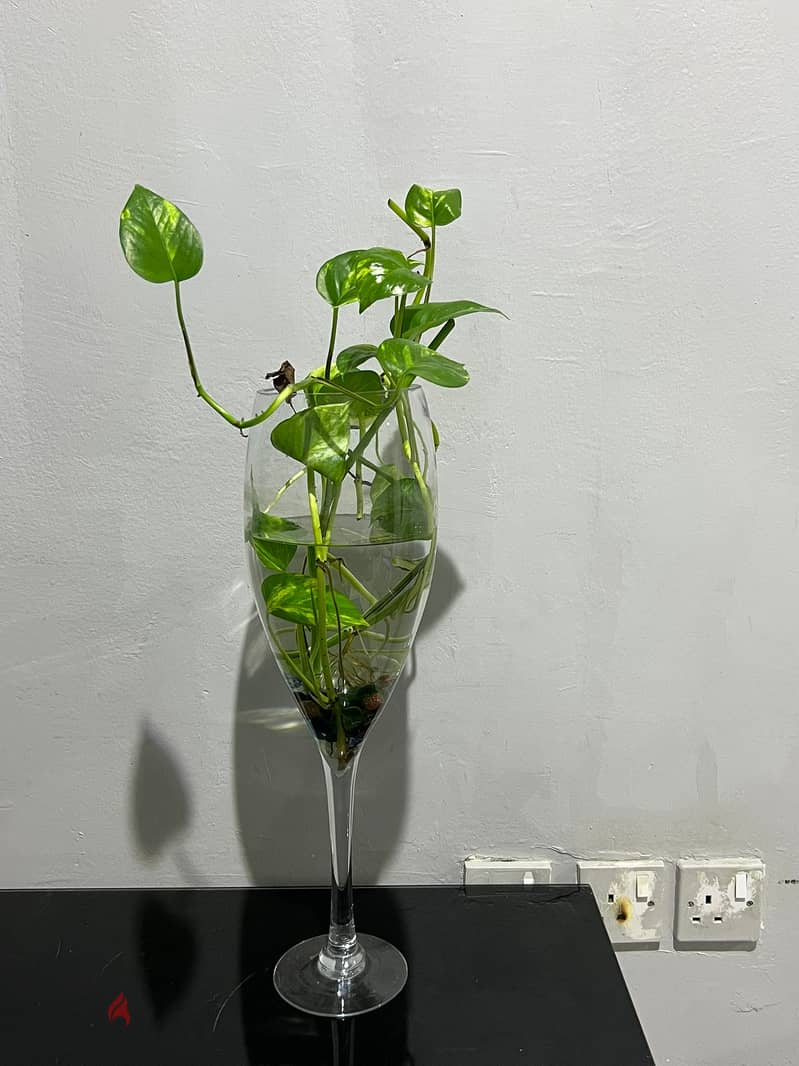 2 Plants with 2 Glass Vases 1