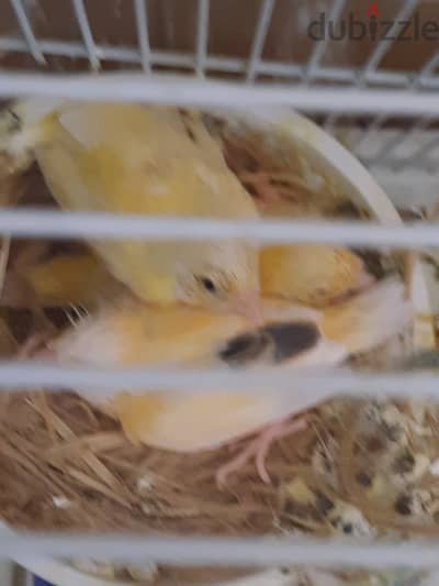 Canary family of 5  for sale