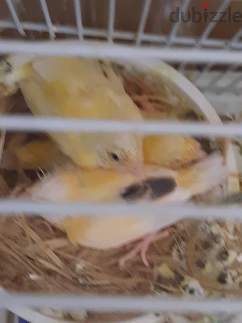 Canary family of 5  for sale 0